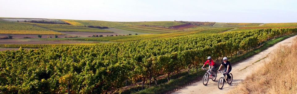 Zwei Radfahrer unterwegs in den herbstlich verfärbten Weinbergen